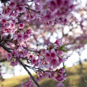 SAKURA NO HANAMI 2025 | ESGOTADO