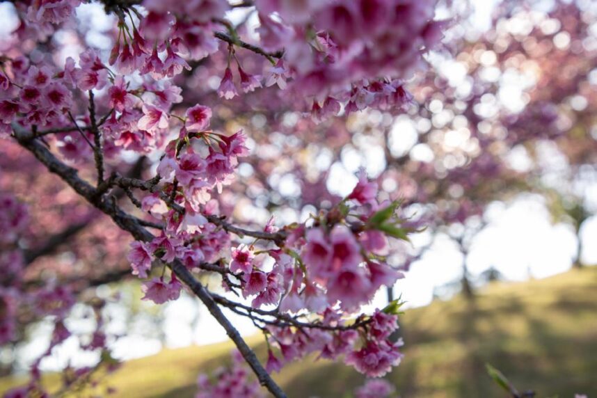 SAKURA NO HANAMI 2025 | Sábado 19/07